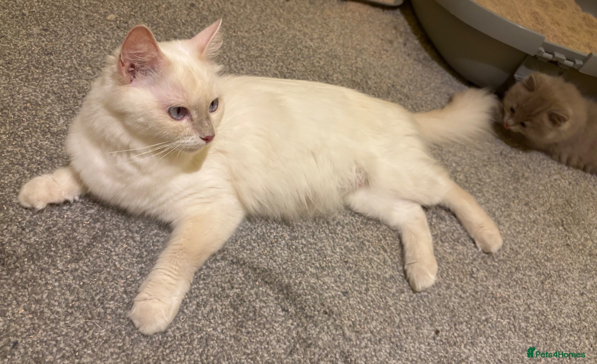 Ragdoll cats for sale: ACTIVE FAWN POINT GIRL AVAILABLE  - Advert 1