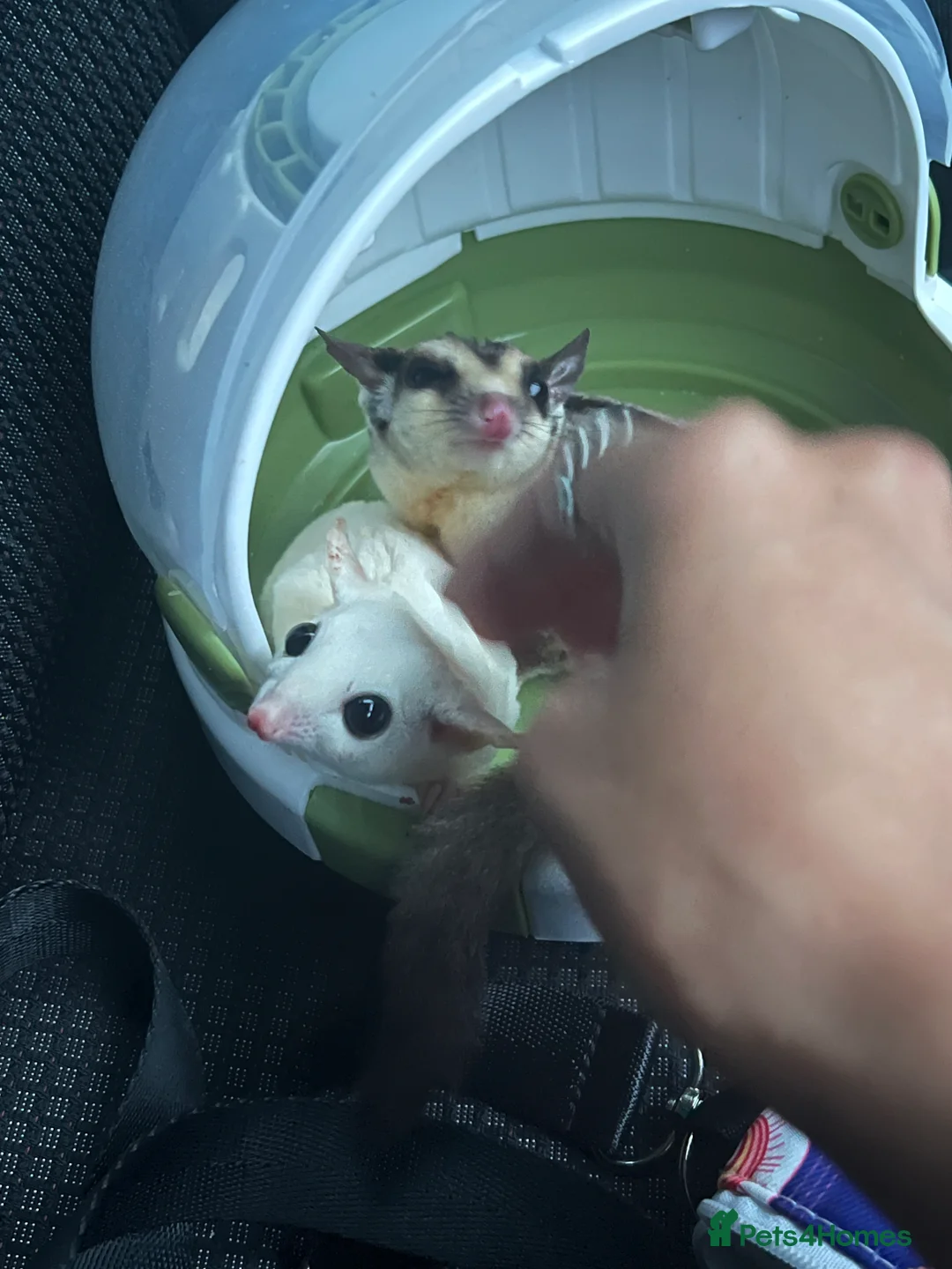 Sugar Glider rodents for sale: selling both sugar gliders  in West Drayton - Advert 10