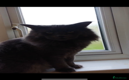 Maine Coon cats for sale: Maine coon kittens  - Image 3