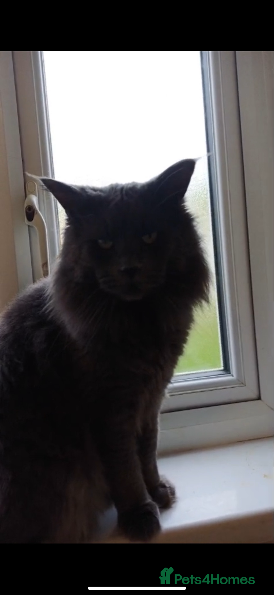 Maine Coon cats for sale: Maine coon kittens  - Image 3