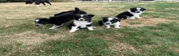 Border Collie dogs for sale: Fantastic Rough Coated Border Collies - Advert 4
