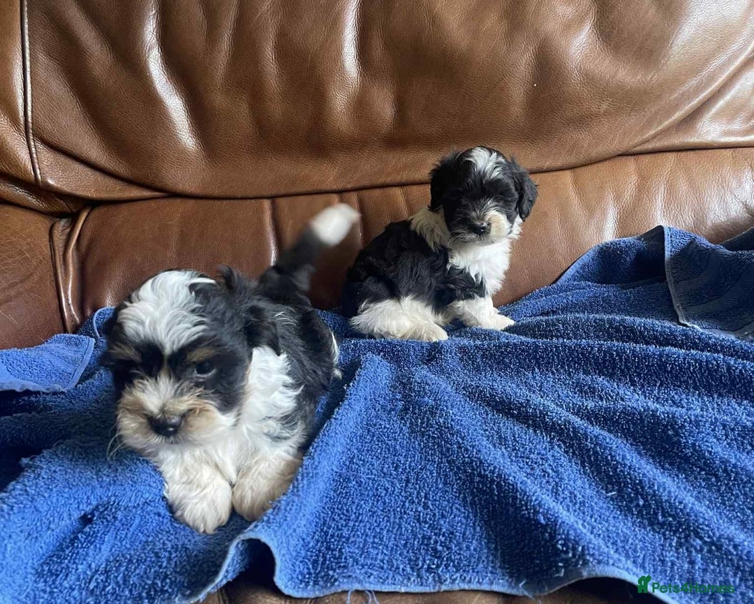 Lhasa Apso dogs for sale: Pedigree Lhasa Apso puppies  - Image 9