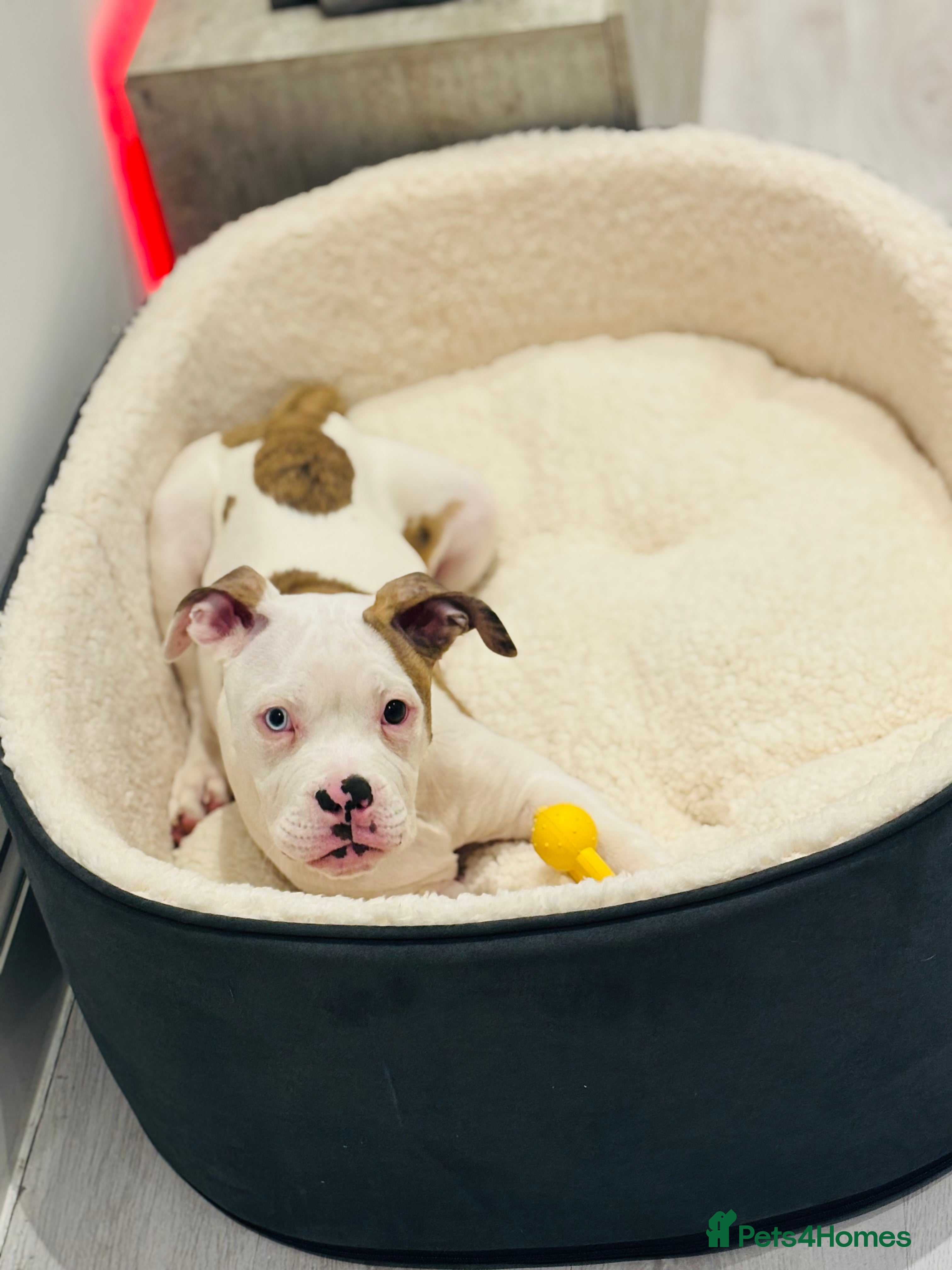 American Bulldog dogs REHOMING AMERICAN BULLDOG PUP in Walton on the Naze - Advert 2