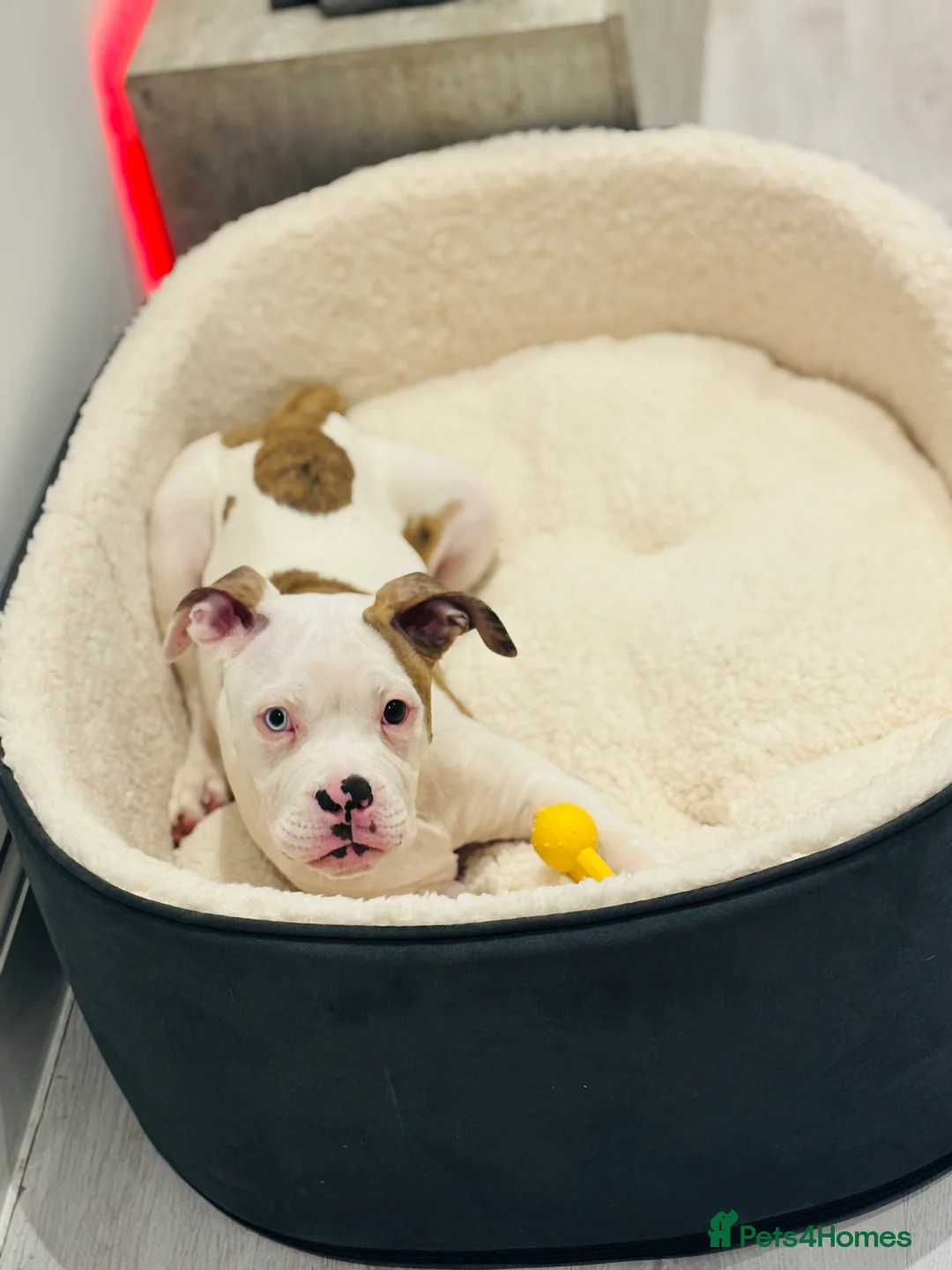 American Bulldog dogs for sale: REHOMING AMERICAN BULLDOG PUP in Walton on the Naze - Advert 1