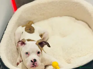 American Bulldog dogs REHOMING AMERICAN BULLDOG PUP in Walton on the Naze - Advert 2