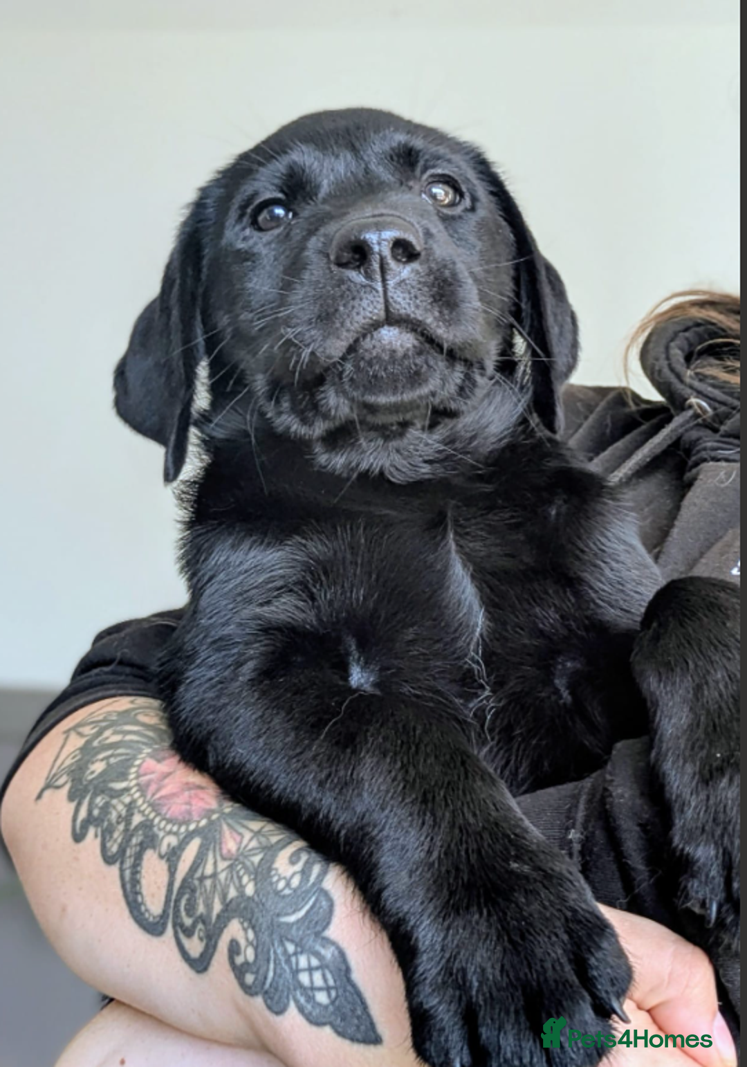 Labrador Retriever dogs for sale: Fully Trained Labrador  - Advert 7