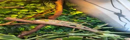 Chameleon reptiles for sale: 7 month old panther chameleon  - Advert 3