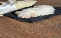 Maltese dogs for sale: Beautiful Maltese puppies ready to go. - Image 6