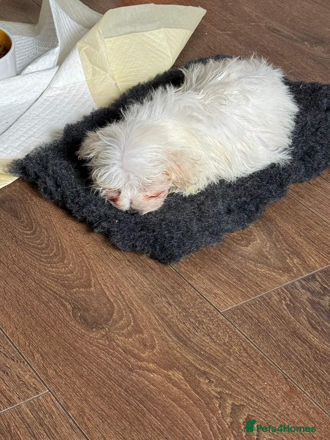 Maltese dogs for sale: Beautiful Maltese puppies ready to go. - Image 6