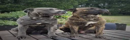 Cane Corso dogs for stud: Brown brindle canecorso for stud. in Driffield - Advert 4