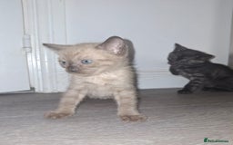 Bengal cats for sale: Beautiful bengal kittens  - Image 9