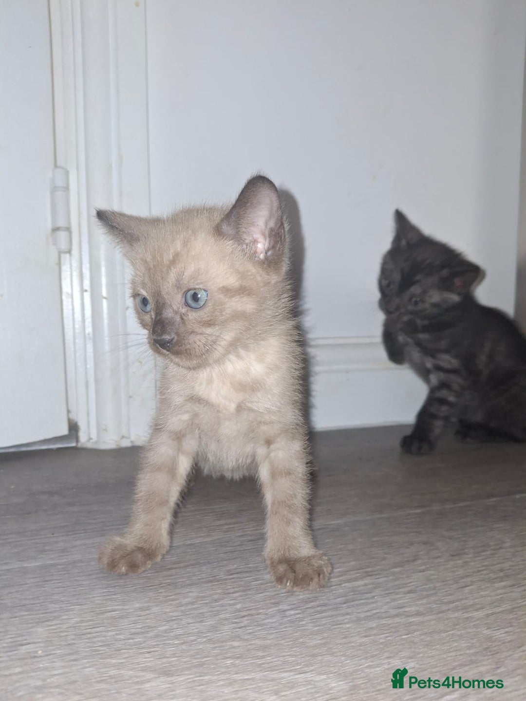 Bengal cats for sale: Beautiful bengal kittens  - Image 9