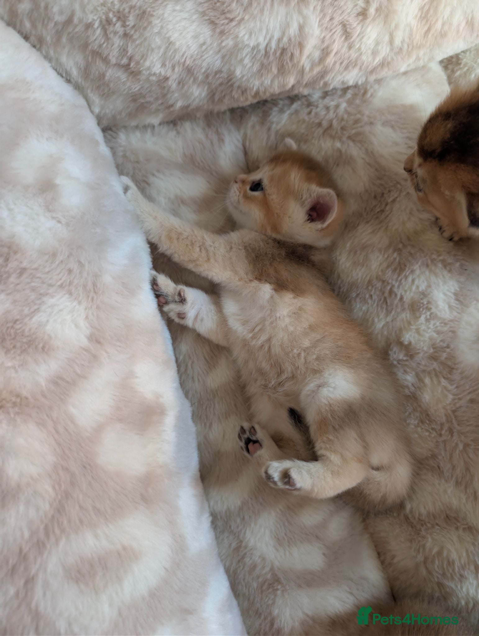 British Shorthair cats TICA Registered British Shorthair Golden Kittens - Advert 2