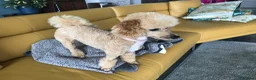 Poochon dogs for sale: Beautiful Poochon Puppies - Advert 12