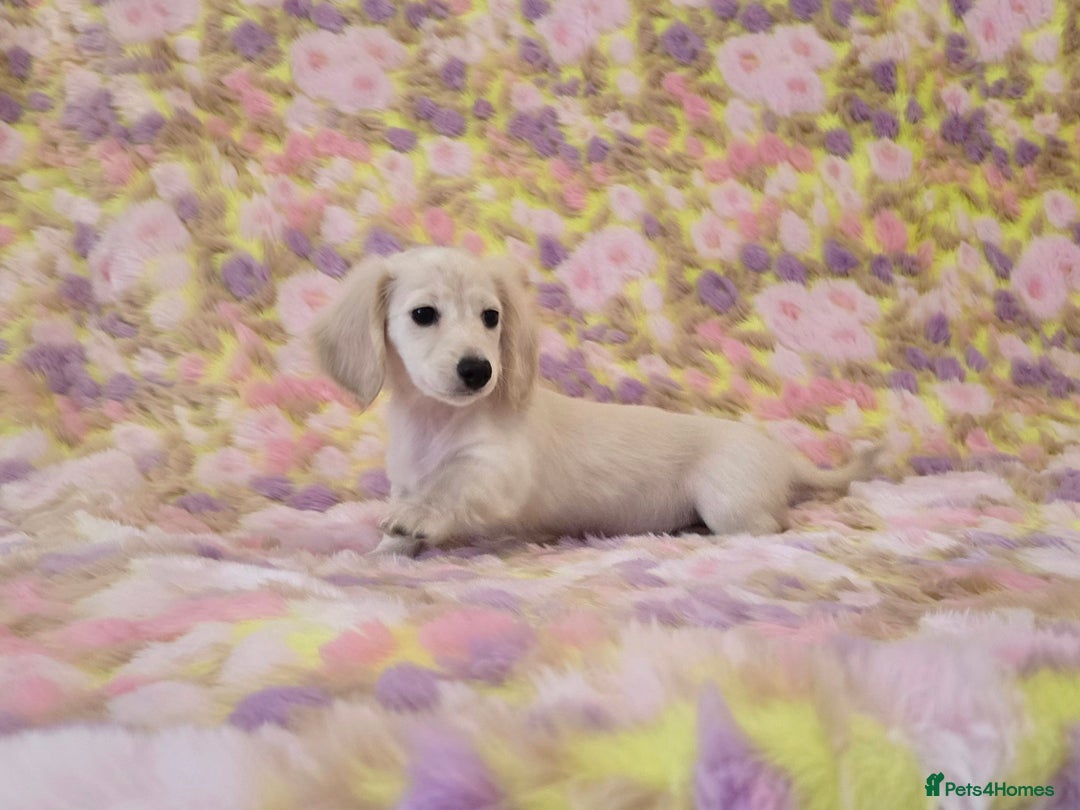 Rare Cream Gorgeous Dachshund Puppies for sale in Dalkeith