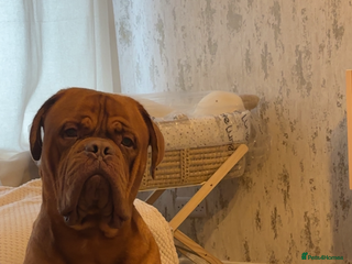 Dogue De Bordeaux dogs Proven KC Reg Dogue De Bordeaux in Newcastle upon Tyne - Advert 19