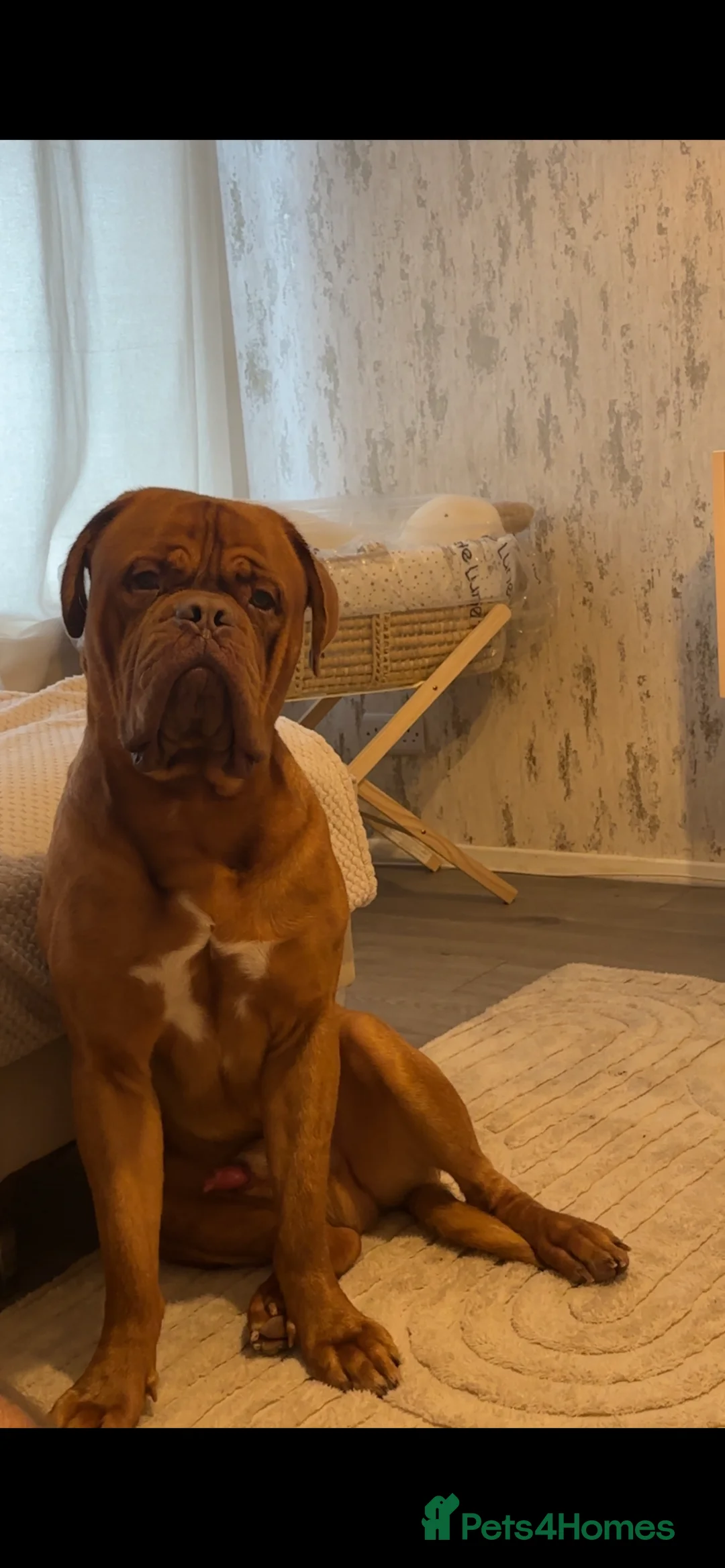Dogue De Bordeaux dogs for stud: Proven KC Reg Dogue De Bordeaux in Newcastle upon Tyne - Advert 3
