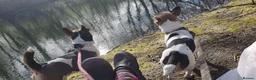 Jack Russell dogs for stud: FOR STUD ONLY - Advert 5