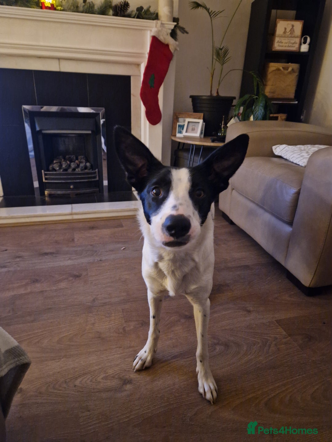 Border Collie dogs for sale: Luna aka Looney! - Advert 8