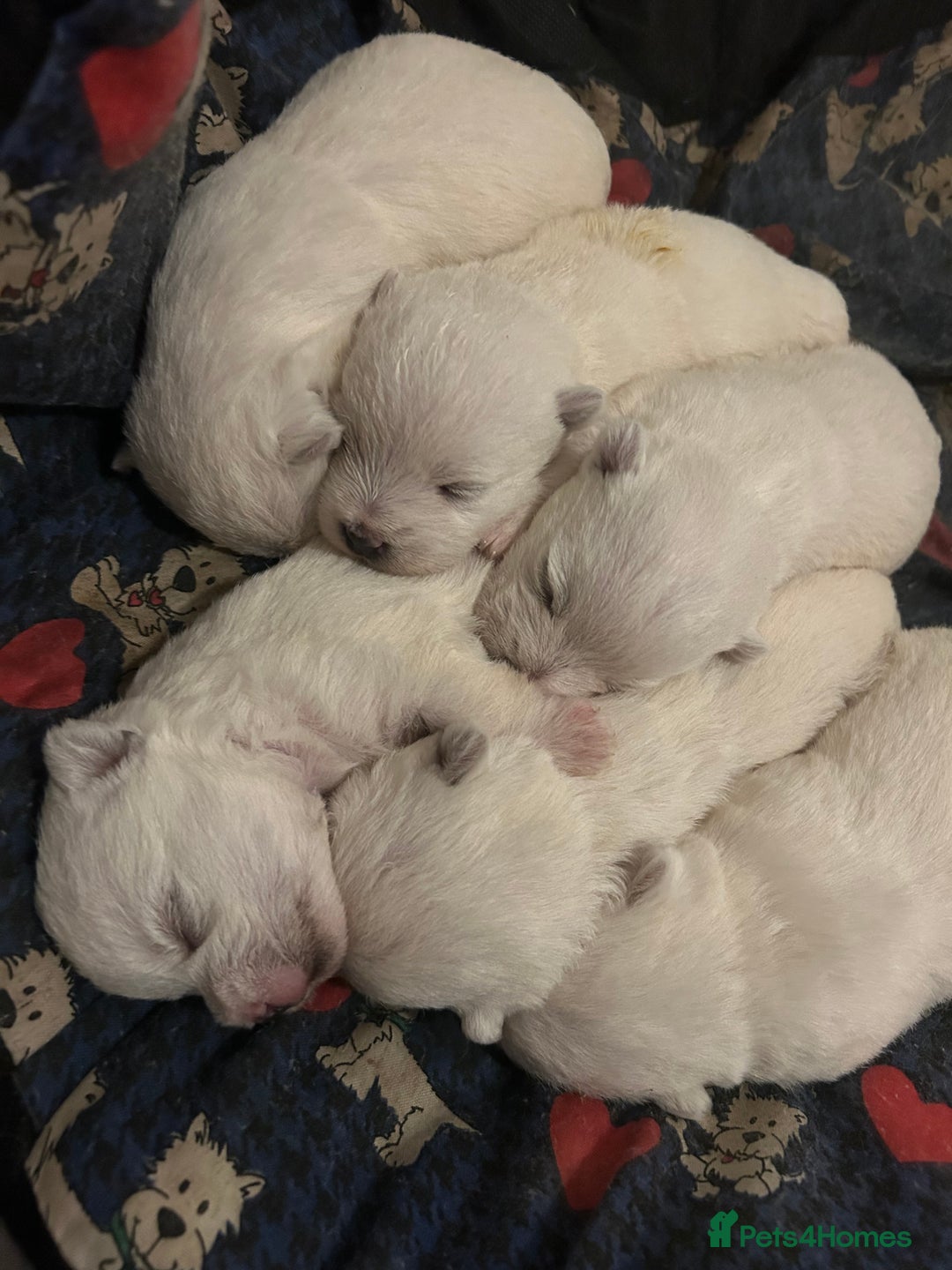 West Highland Terrier dogs for sale: BEAUTIFUL KC WESTIE PUPPIES - Advert 9