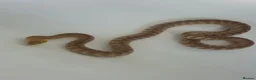 Python Snake reptiles for sale: Woma Pythons Male and Female in London - Advert 1