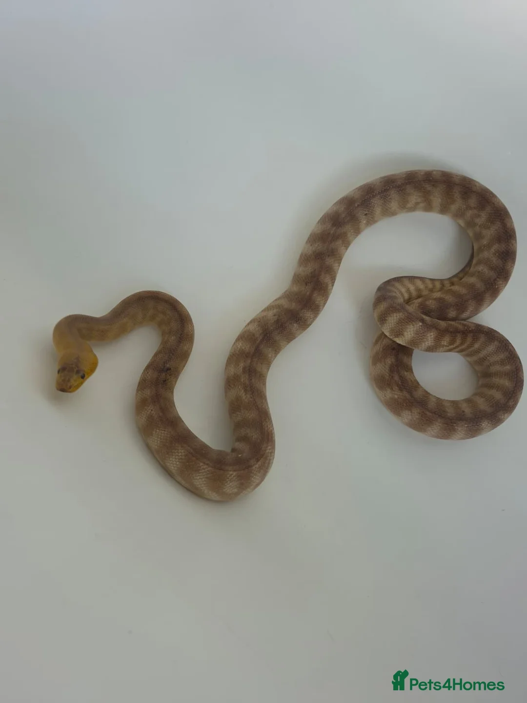 Python Snake reptiles for sale: Woma Pythons Male and Female in London - Advert 1