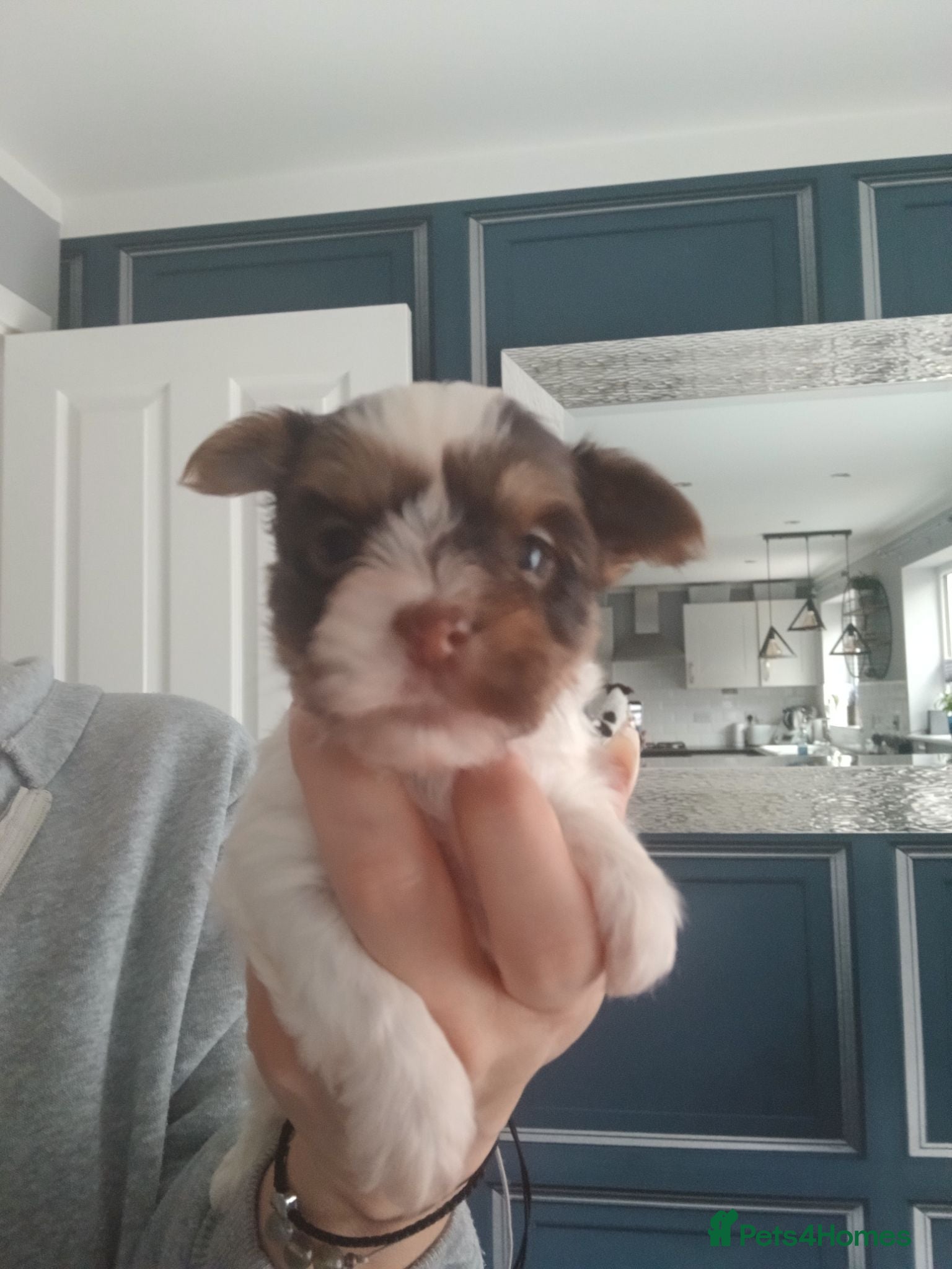Biewer Terrier dogs Mini Purebred Biwer Yorkshire Terrier Puppies - Advert 2