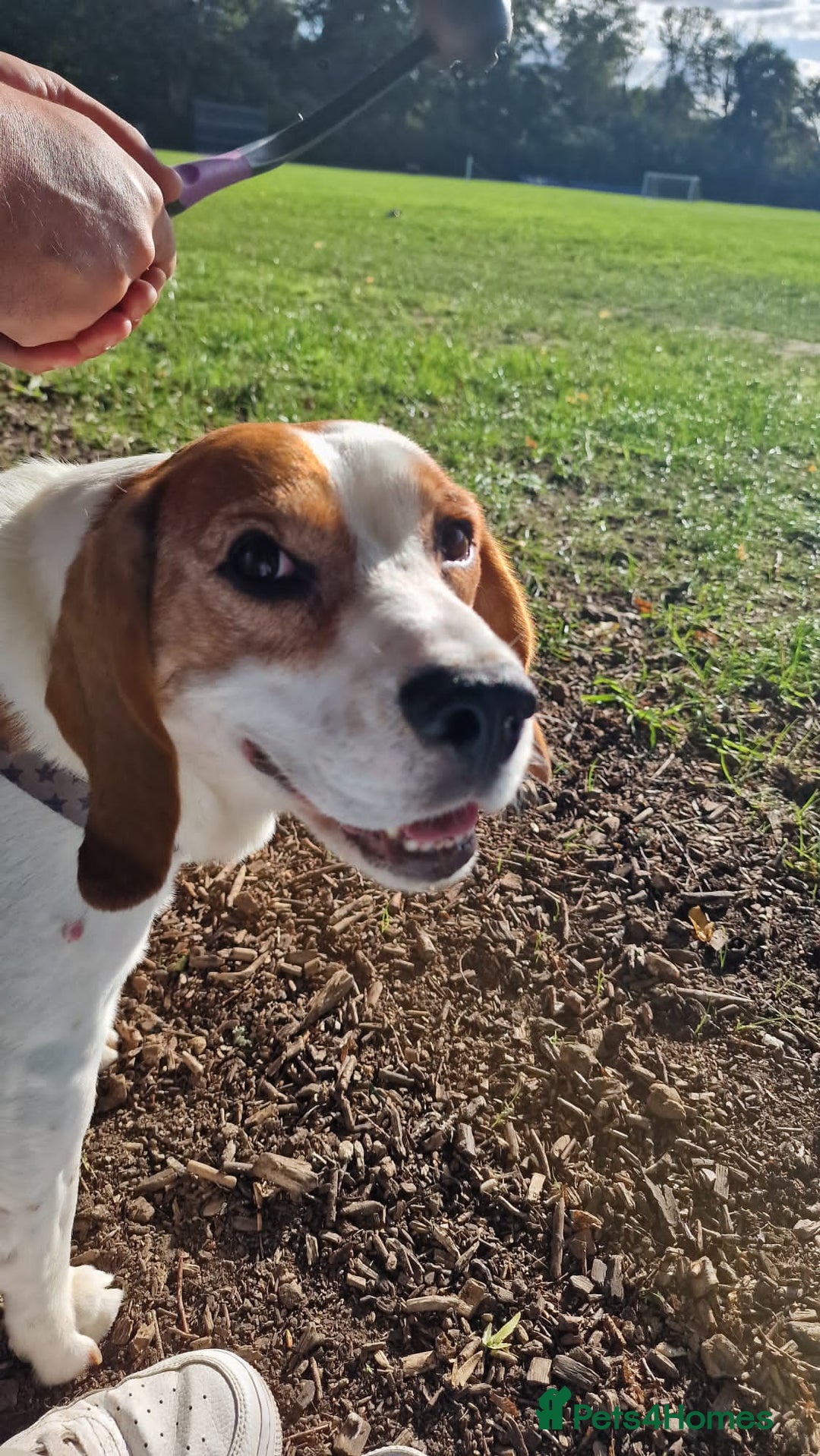 Beagle dogs for sale: Elvis the Beagle - Image 3