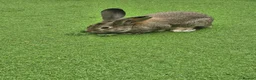 Continental Giant rabbits for sale: Male rabbit  - Advert 2