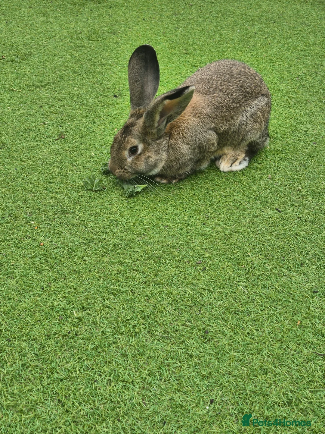 Continental Giant rabbits for sale: Male rabbit  - Advert 2