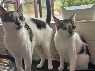 British Shorthair cats - Advert 1