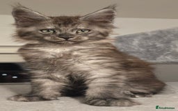 Maine Coon cats for sale: Maine Coon Kitten - Image 8