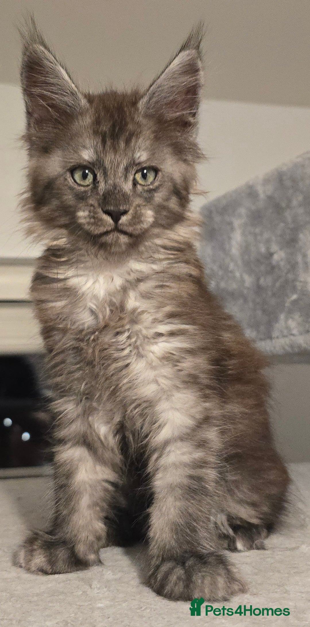 Maine Coon cats for sale: Maine Coon Kitten - Image 8