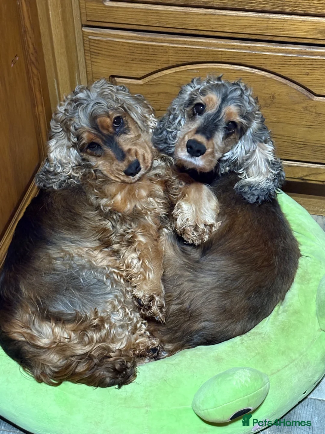 Cocker Spaniel dogs for sale: Beautiful Kc reg show type cocker spaniels  - Advert 15