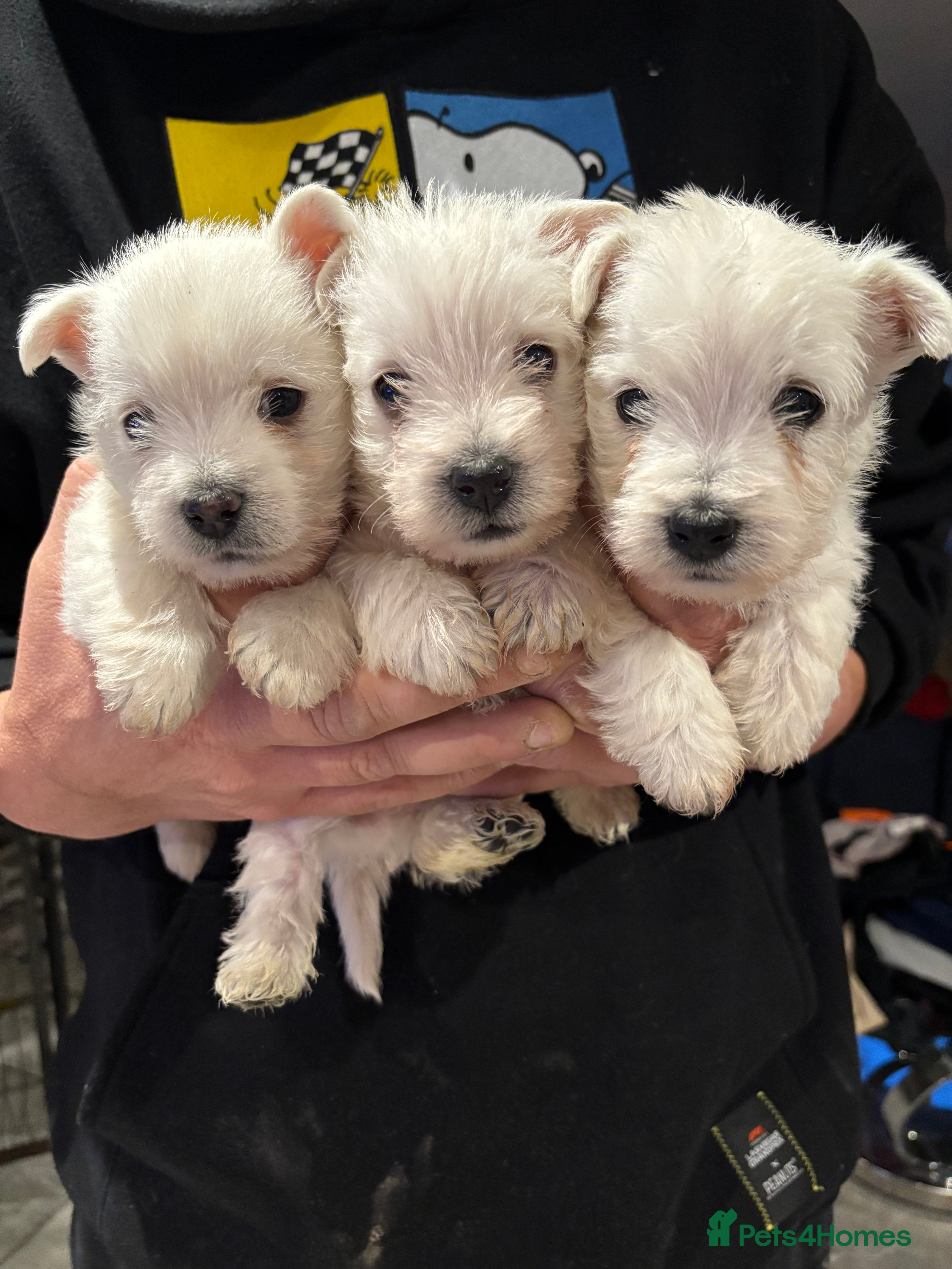 West Highland Terrier dogs KC reg west highland pups for sale  - Advert 1