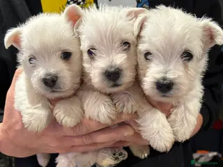 West Highland Terrier dogs KC reg west highland pups for sale - Advert 10