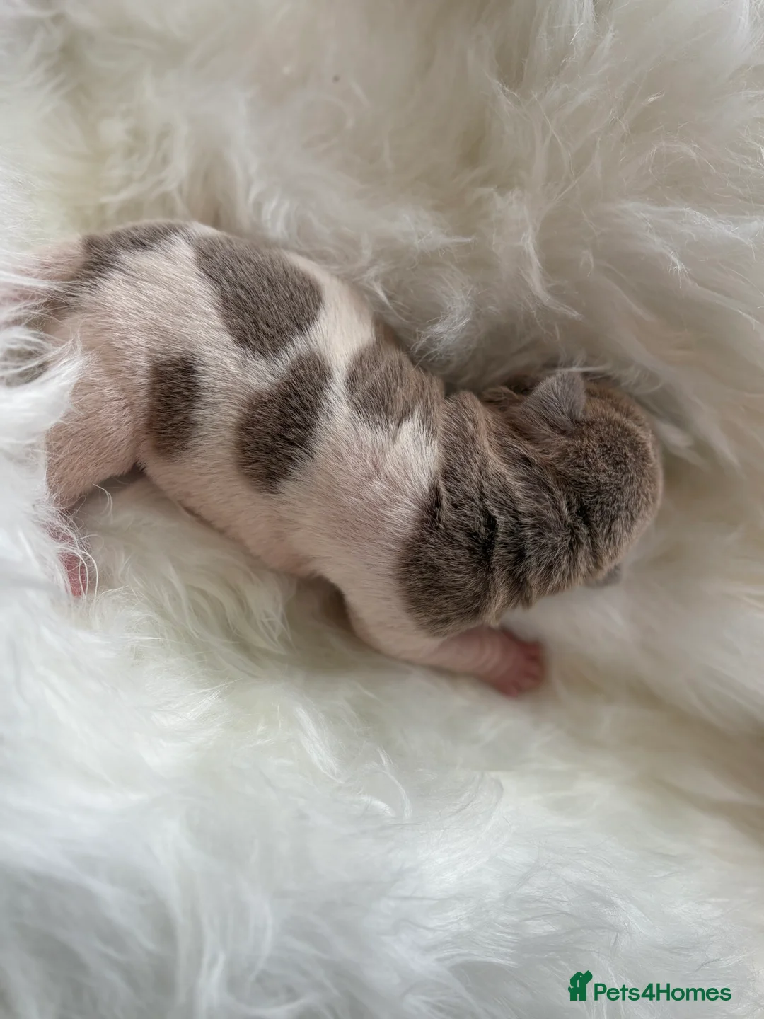 Shar Pei dogs for sale: Stunning rare Shar-Pei puppies  - Advert 10