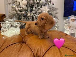 Miniature Dachshund dogs Beautiful Cream Longcoats Miniature Dachshund - Advert 12