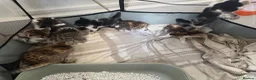 Bengal cats for sale: Bengal / Norwegian forest - Advert 16