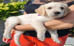Golden Retriever dogs for sale: Stunning Golden Retriever puppies  - Image 22