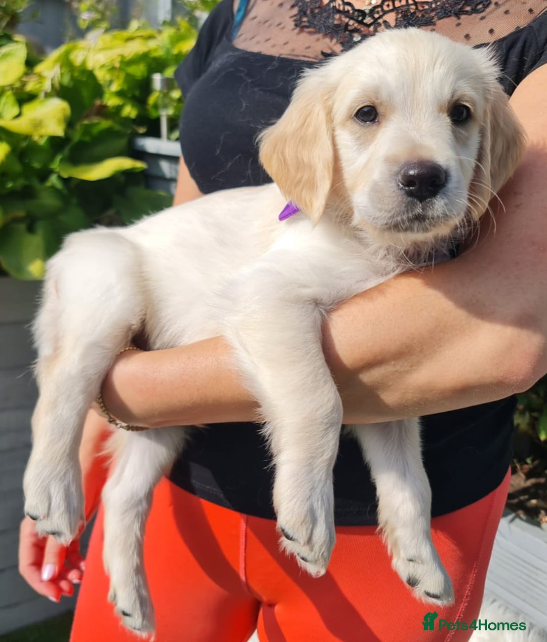 Golden Retriever dogs for sale: Stunning Golden Retriever puppies  - Image 22