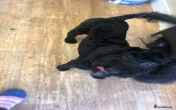 Cockapoo dogs for sale: Cockapoo male - Image 1