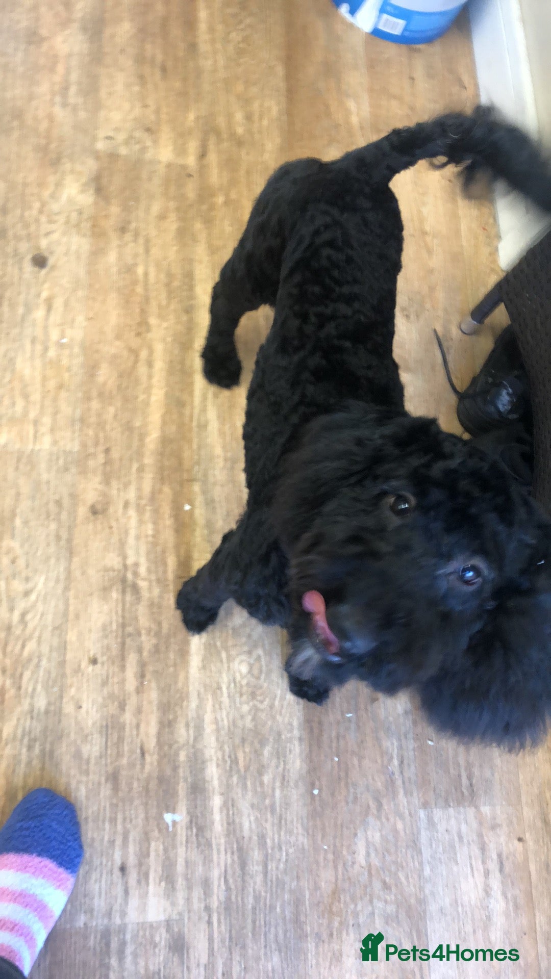 Cockapoo dogs for sale: Cockapoo male - Image 1