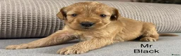 Double Doodle dogs for sale: A REALLY EXCITING MIX OF BREEDS. GORGEOUS!!! - Advert 28
