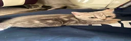 British Shorthair cats for sale: British Blue Shorthair Silver Tabby kittens - Advert 6
