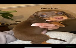 Miniature Dachshund dogs for sale: 🌻Miniature dachshund puppies 🌻 - Image 11