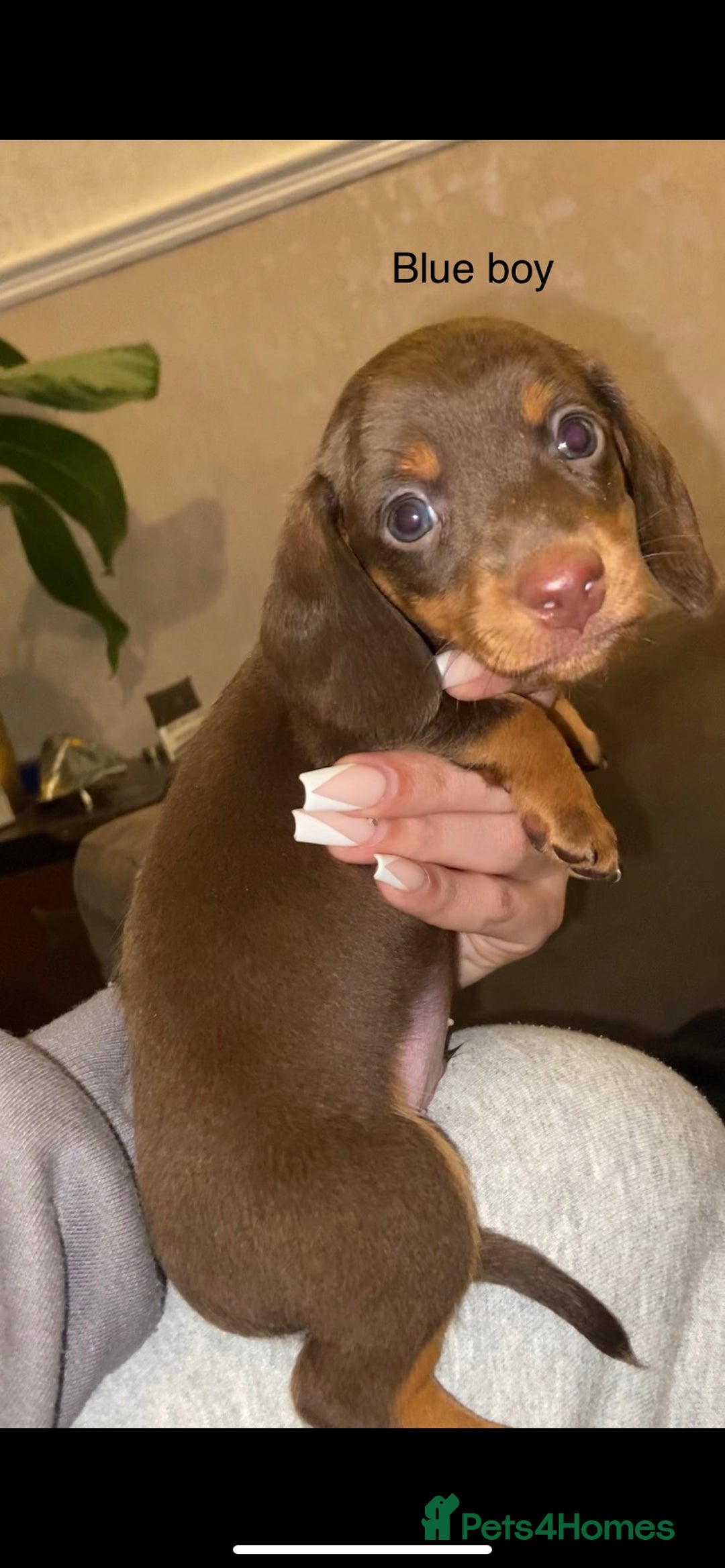Miniature Dachshund dogs for sale: 🌻Miniature dachshund puppies 🌻 - Image 11