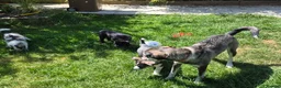Mixed Breed dogs for sale: Toe'beans (toby). - Advert 3