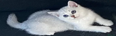 British Shorthair Kitten 6
