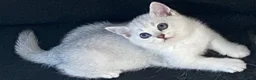British Shorthair cats for sale: British Shorthair Golden & Silver Kittens  - Advert 17
